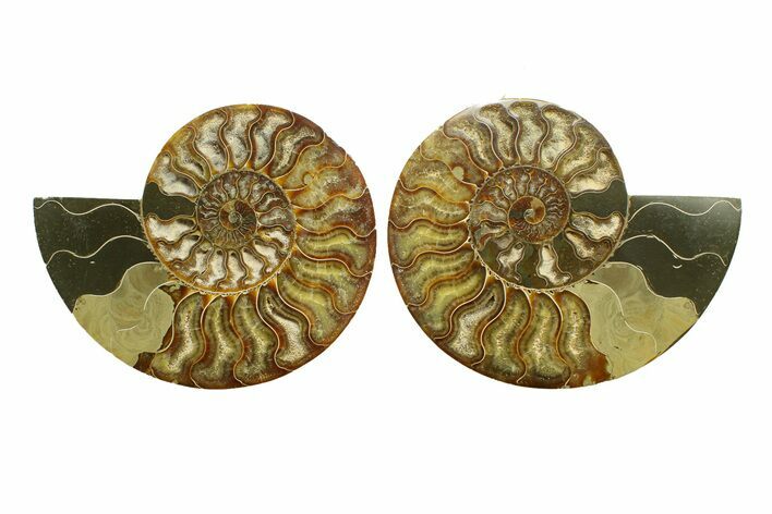 Cut & Polished, Crystal-Filled Ammonite Fossil - Madagascar #287978